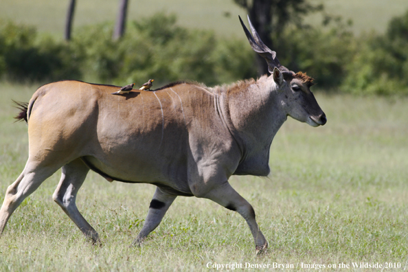 African Eland in habitat