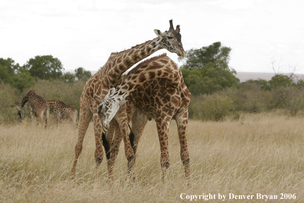 African Masai Giraffes fighting