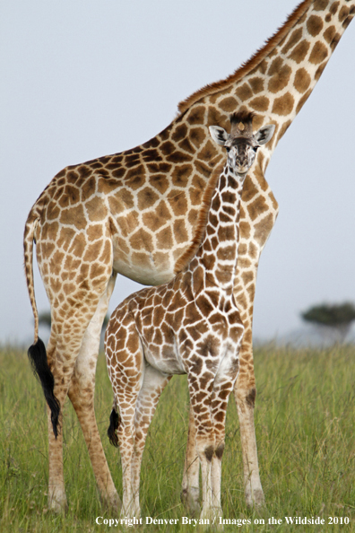 Masai Giraffe (adult with young)