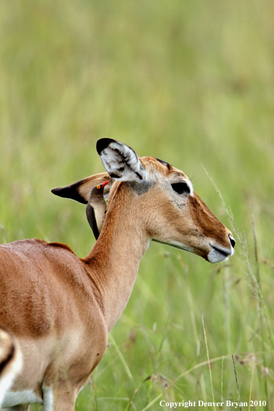 Impala doe with oxpecker on back. (Africa)