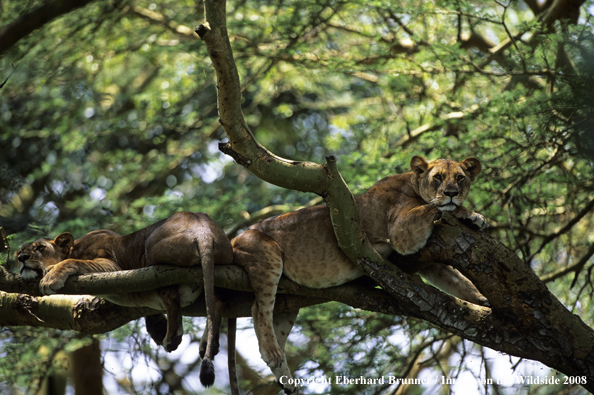 African Lioness in tree