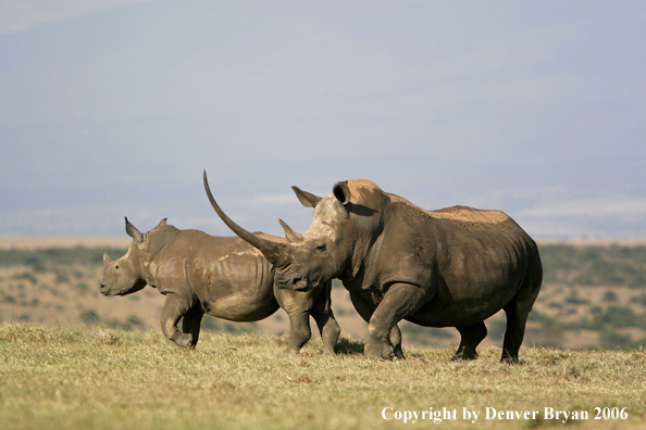 White African Rhinocerouses