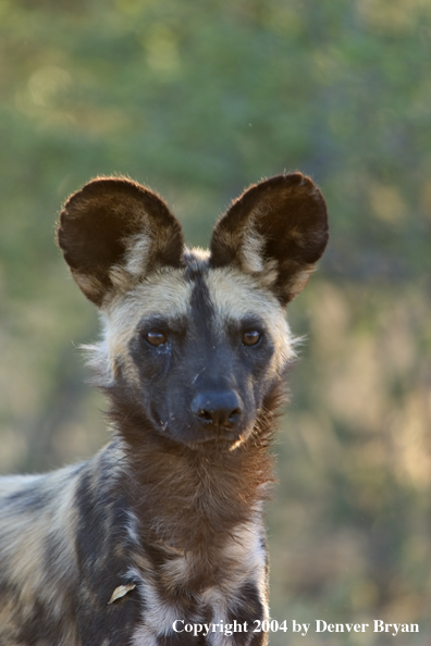 African Wild Dog in habitat.  (portrait).