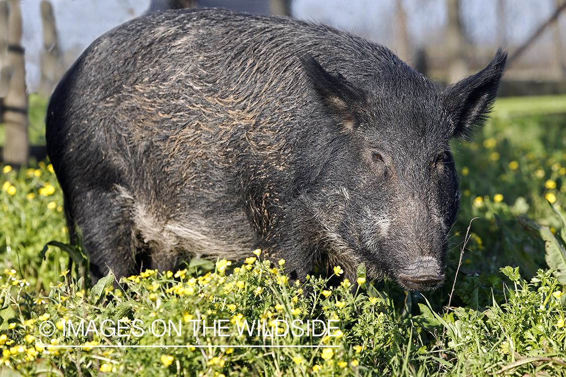 Feral hog in habitat.