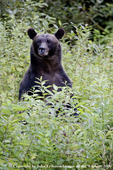 Brown bear in habitat.
