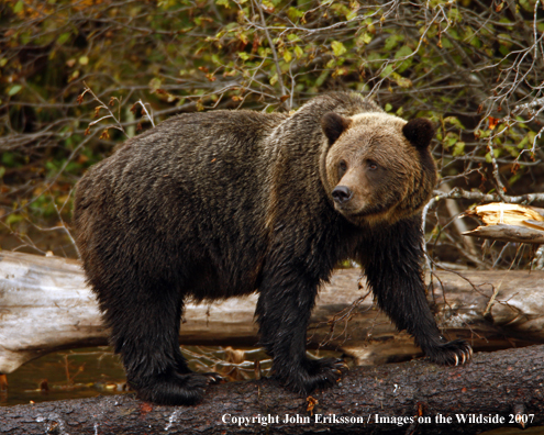 Grizzly/Brown Bear in habitat