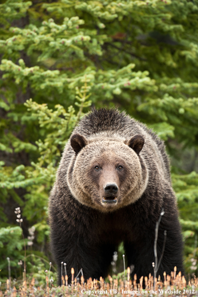Grizzly Bear in habitat.