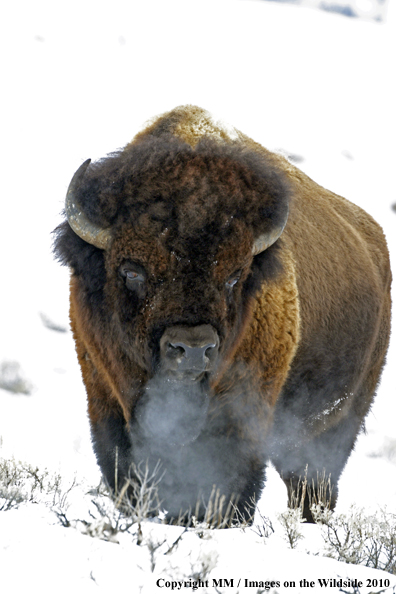 American Bison