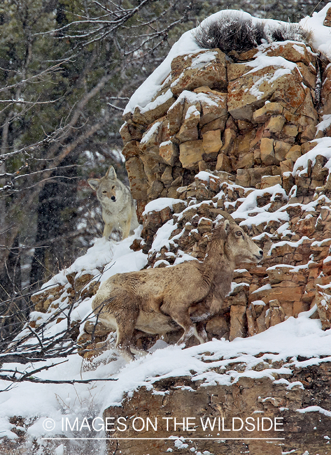 Coyotes hunting/chasing Bighorn sheep.