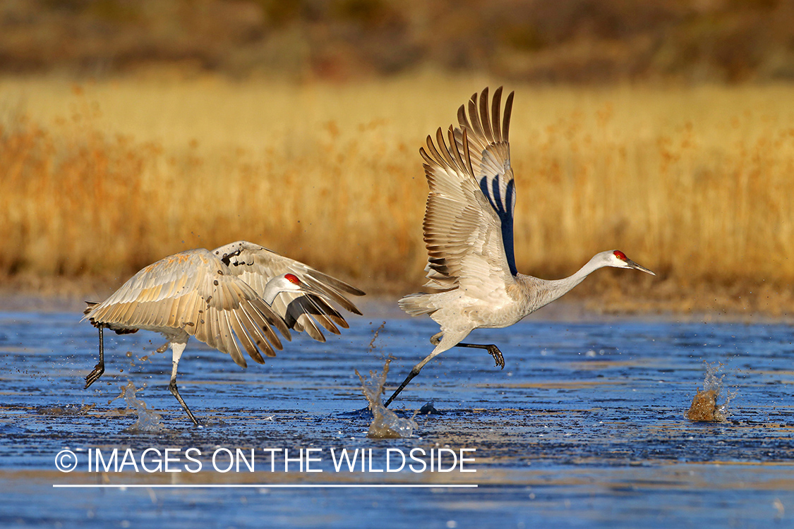 Sandhill cranes taking flight. 