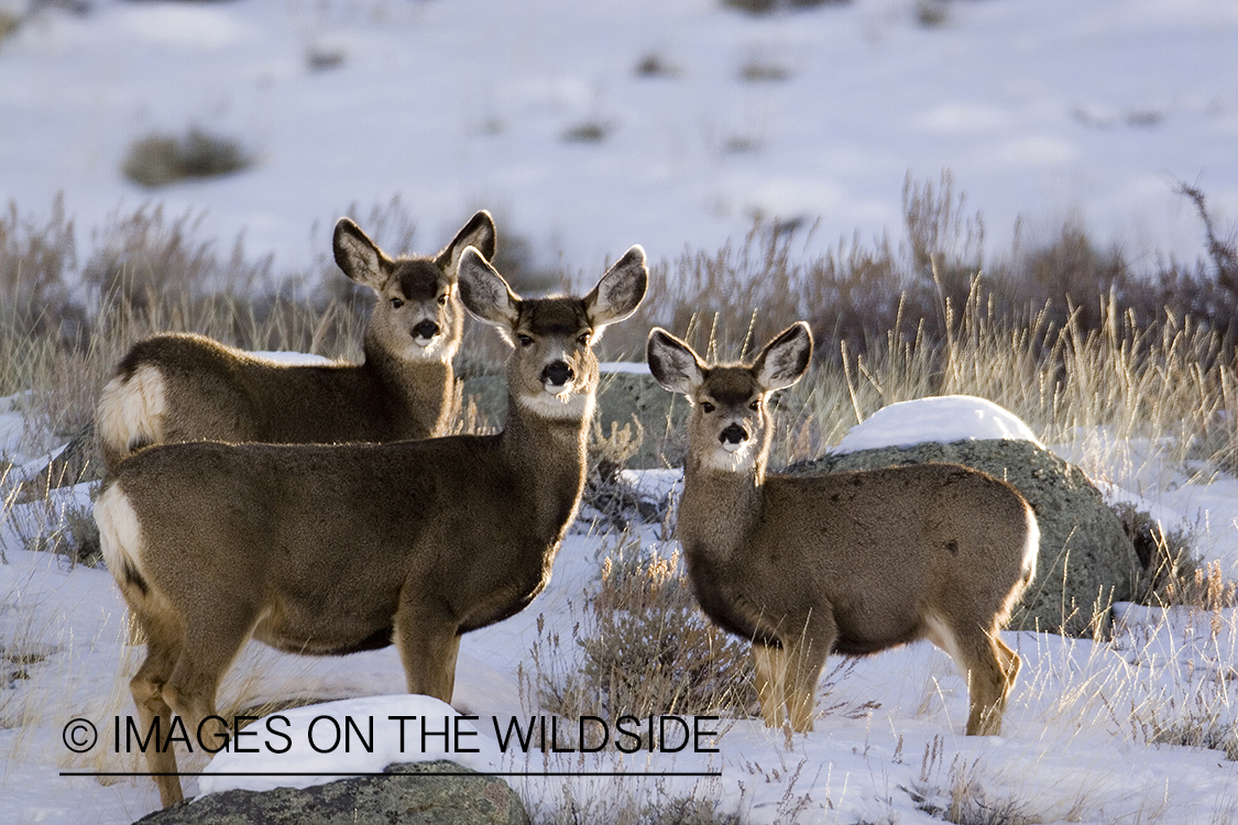Mule deer in habitat.
