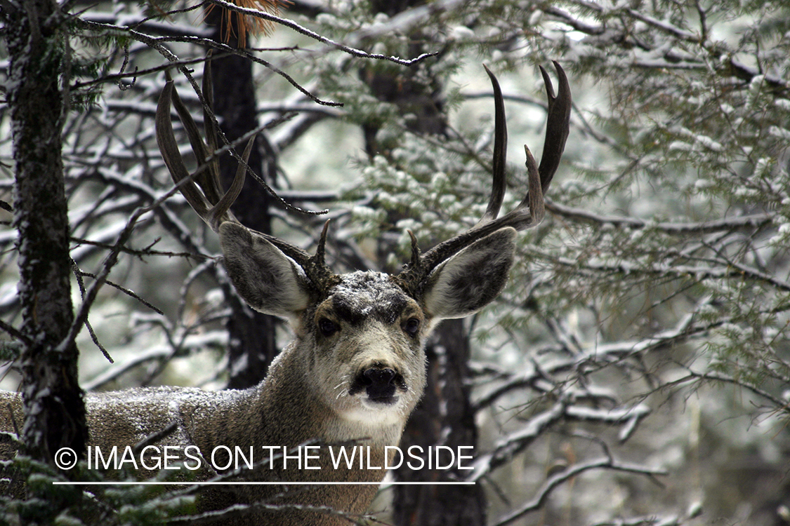 Mule deer in habitat