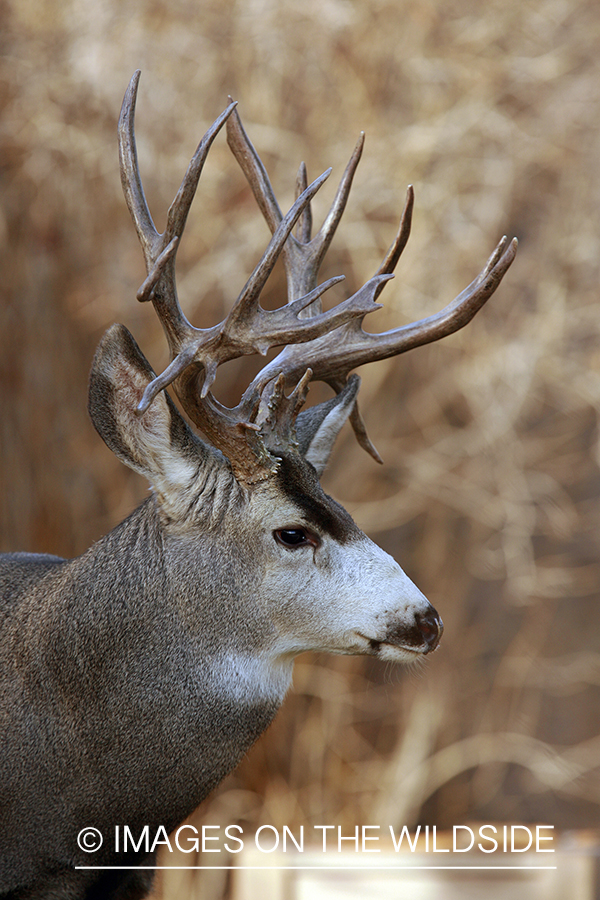 Mule deer 