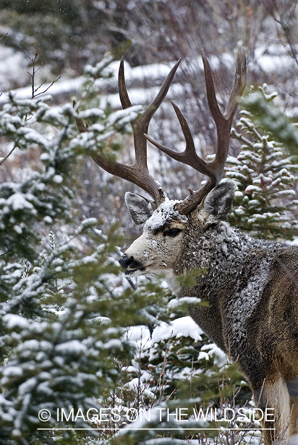 Mule deer 