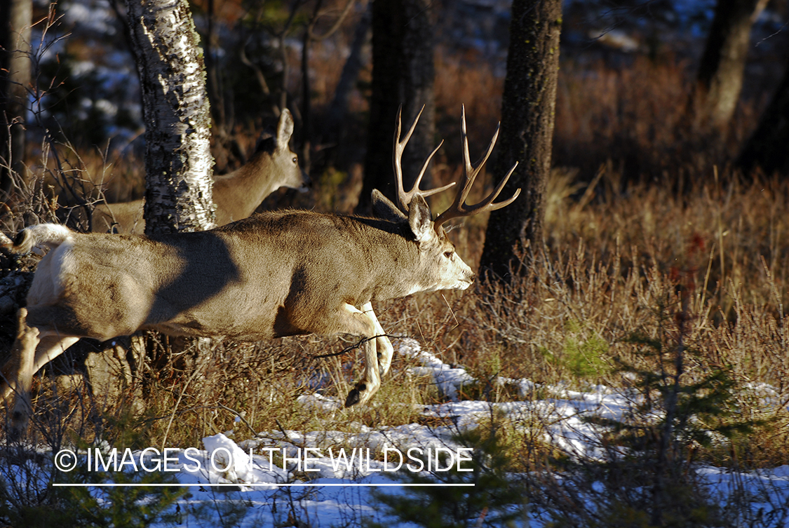 Mule deer 