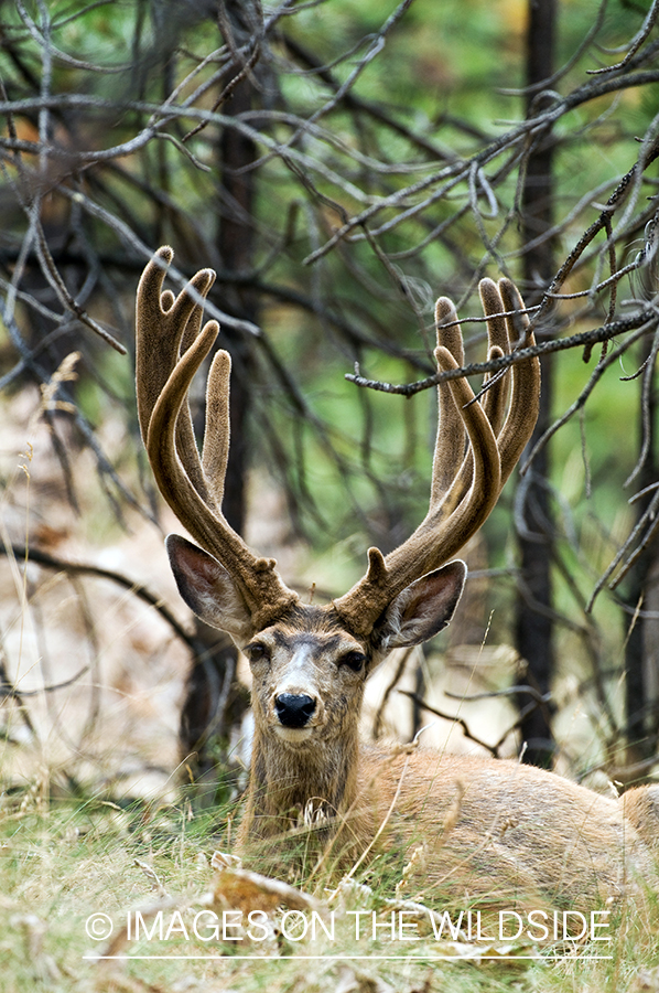 Mule Buck in Velvet 