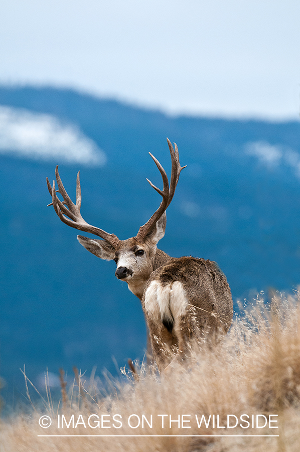 Mule Deer in habitat.