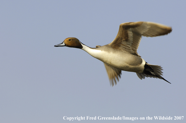 Pintail duck
