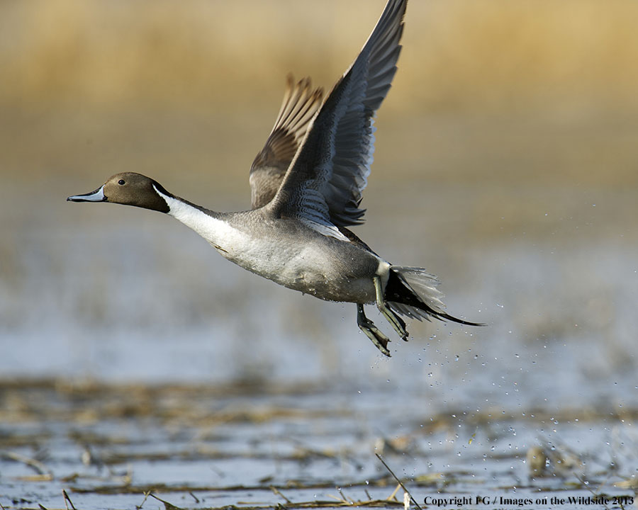 Pintails taking flight.