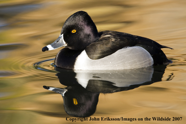 Ring-necked duck