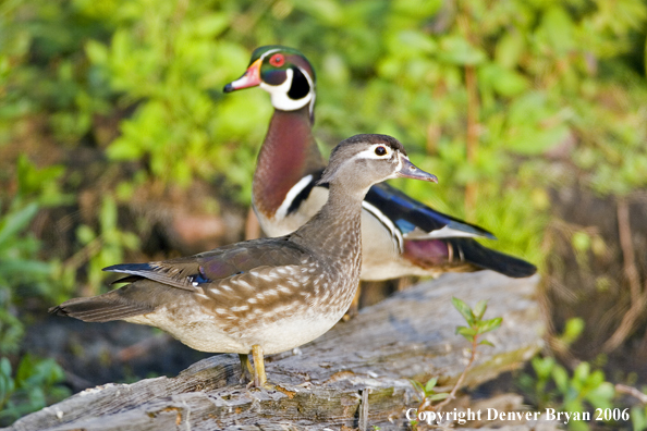 Wood duck pair.