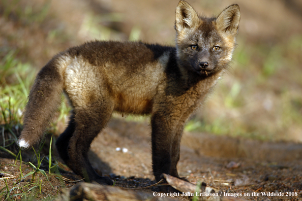 Baby Red Fox in habitat
