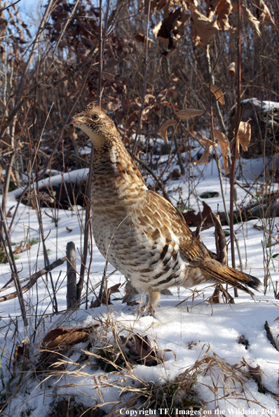 Ruffed Grouse in habitat. 