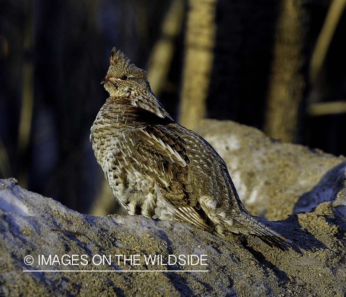 Ruffed Grouse