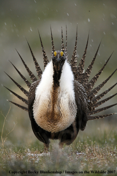 Sage grouse in habitat
