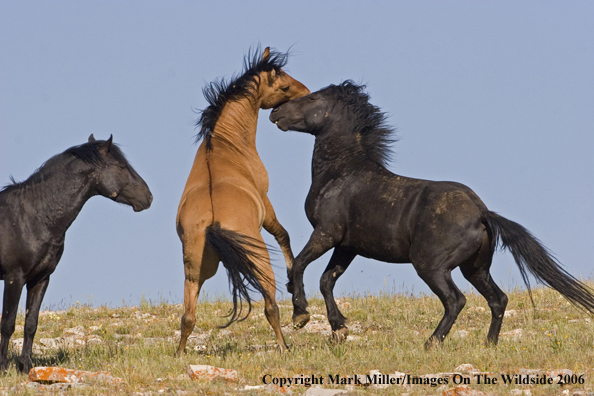 Wild horses fighting in habitat.