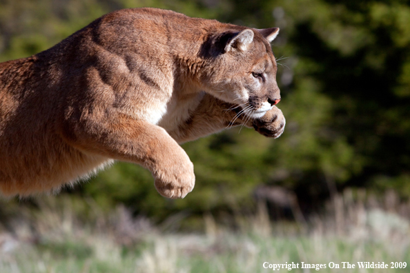 Mountain Lion in habitat