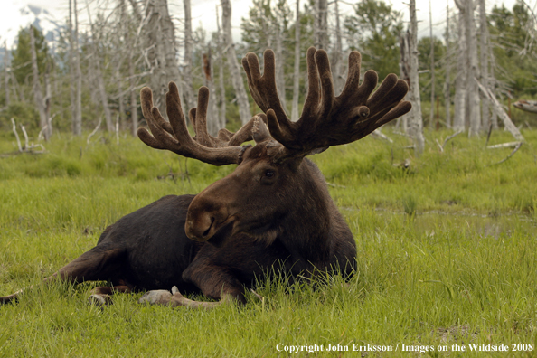 Moose in habitat