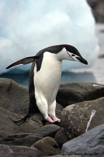 Chinstrap penguin in habitat