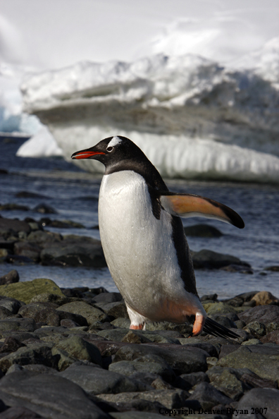 Gentoo Penguin in habitat