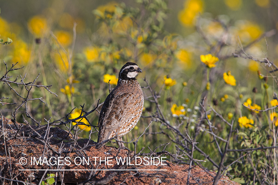 Bobwhite Quail in habitat.