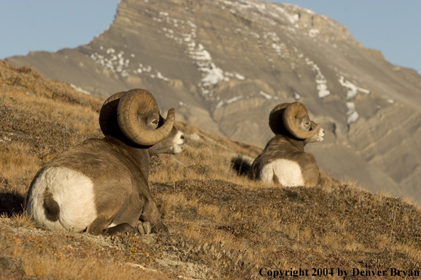 Herd of Rocky Mountain bighorn sheep (rams).