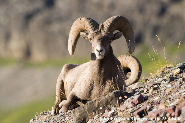 Rocky Mountaing Bighorn sheep lying on hillside.