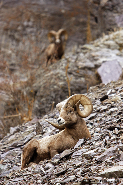 Rocky Mountain Big Horn Sheep