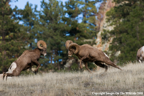 Rocky Mountain Bighorn Sheep