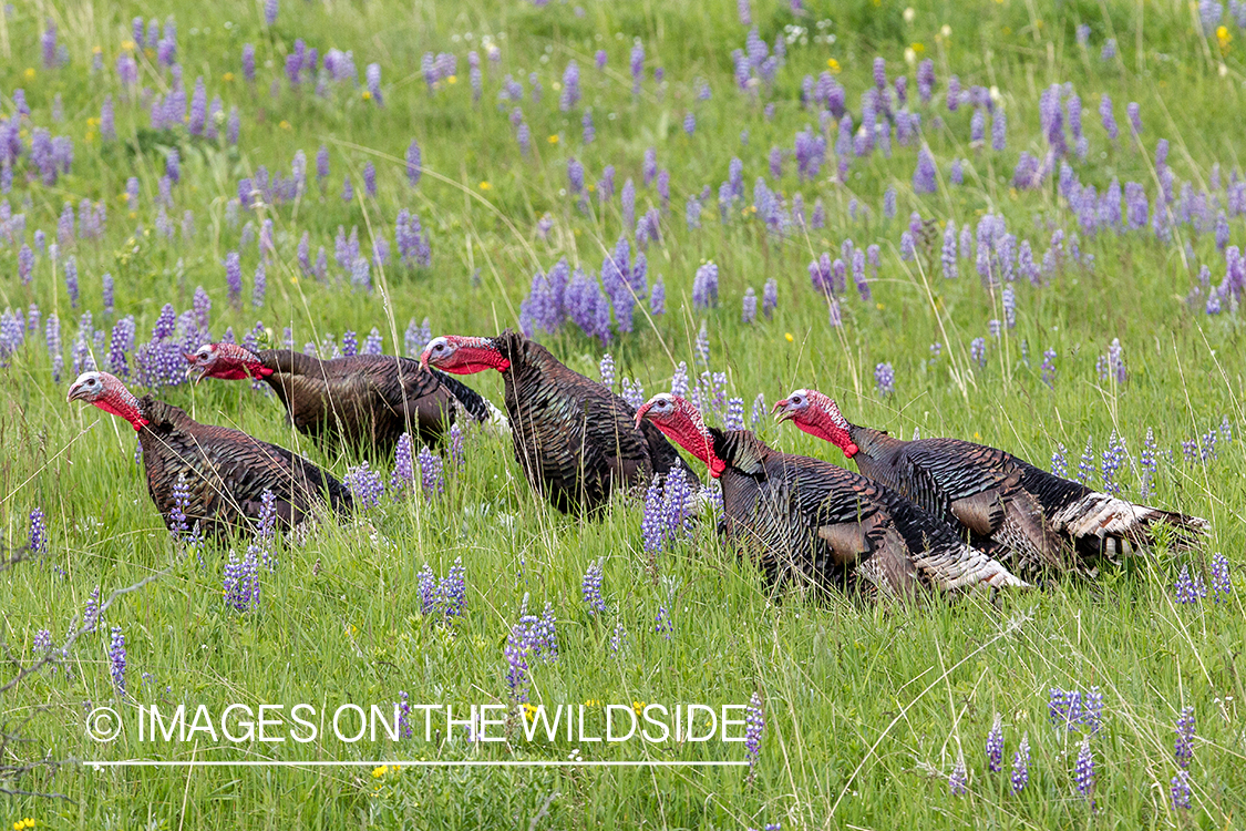 Merriam turkey in field of lupine.