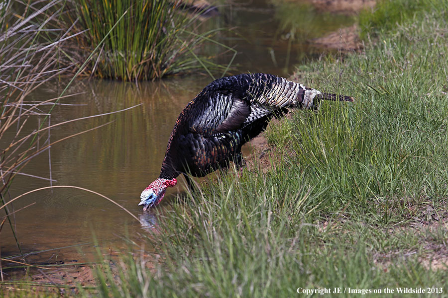 Rio Grande Turkey in habitat. 
