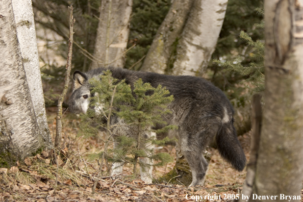 Gray wolf (black phase) in habitat.