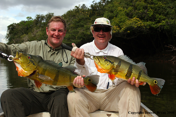 Flyfisherman with peacock bass