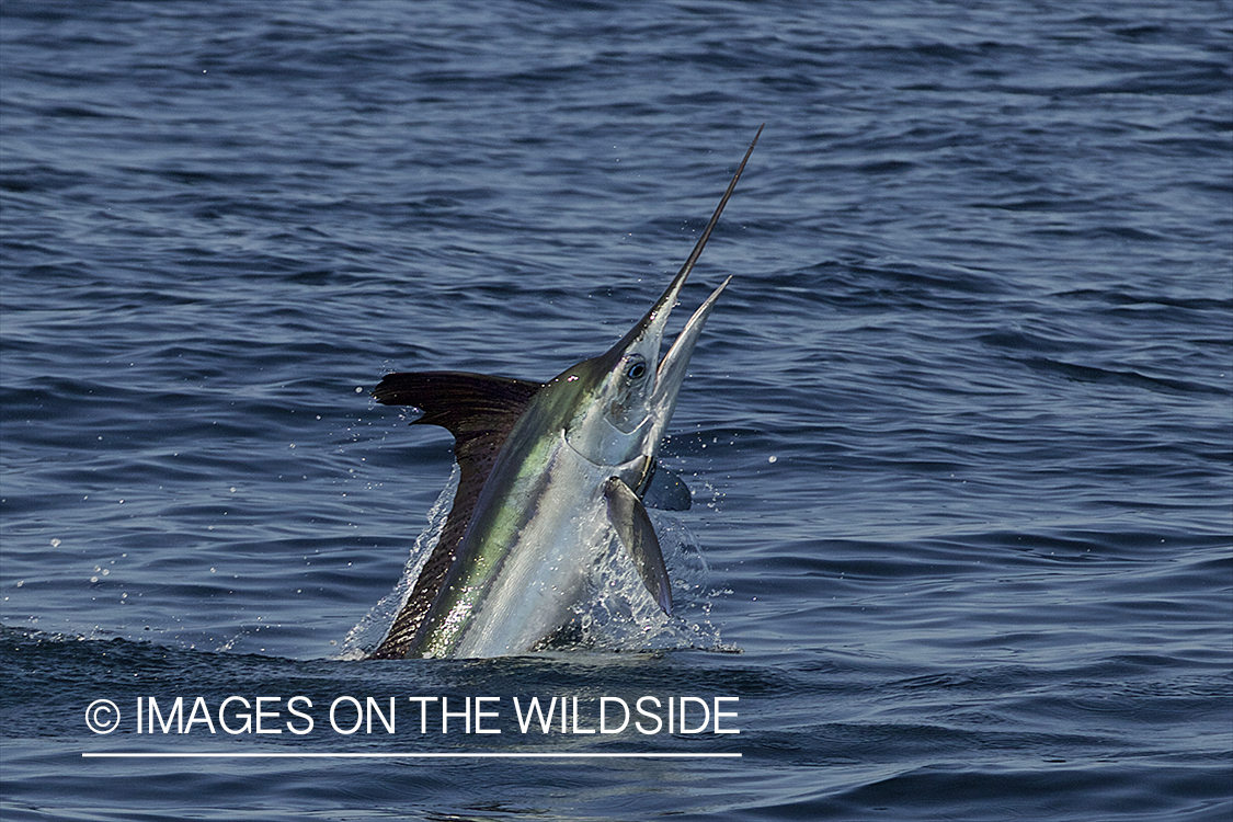 Deep sea fisherman fighting jumping white marlin.
