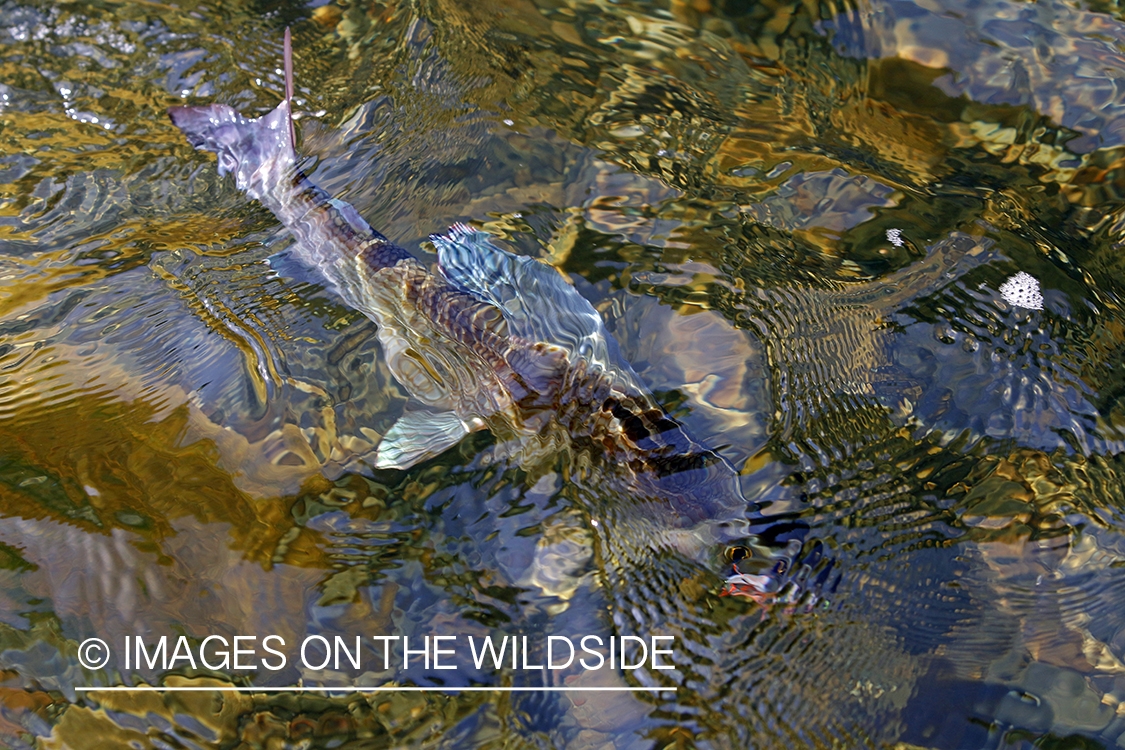 Grayling fish in river.