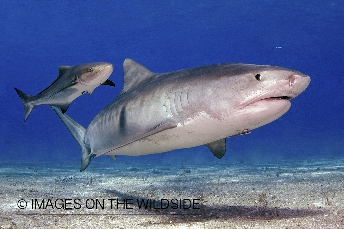 Tiger shark in habitat.