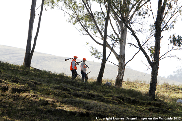 Upland game hunters in field with dogs, Hawaii. 
