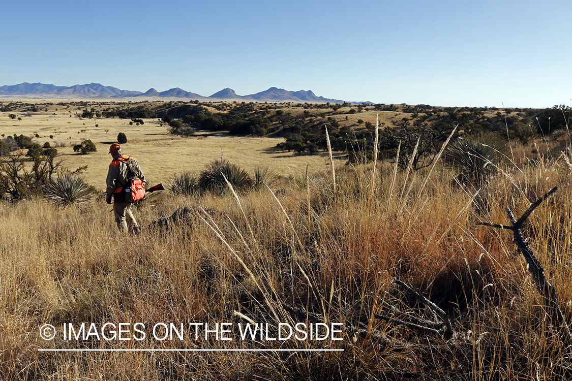 Mearns quail hunter in field.