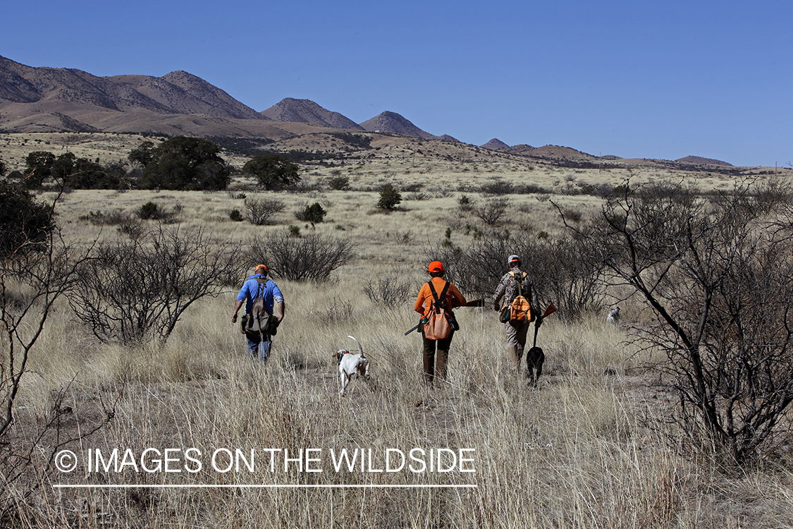 Upland game bird hunters with dogs in field.