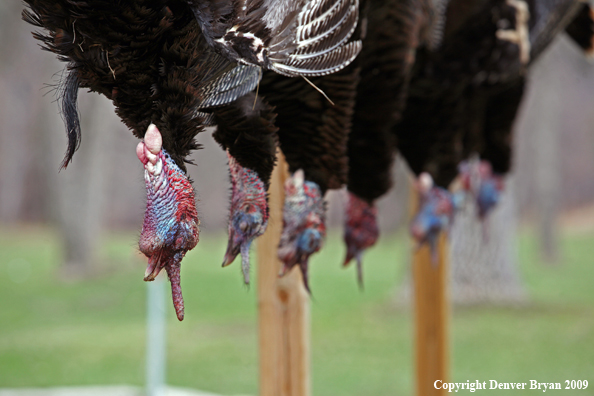 Bagged Merriam's turkeys